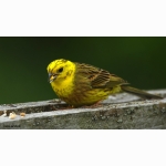 20220604 Goldammer 05 1 DSC07108 (1).jpg